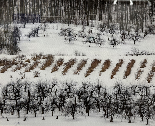 Orchard in Winter 1